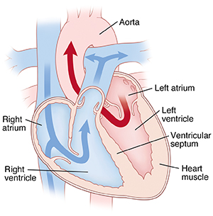 Cross section of heart showing blood flow through atria and ventricles.