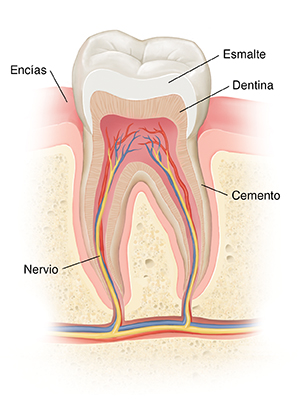Corte transversal de un diente sano.