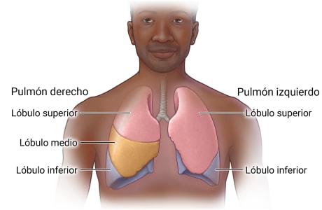 Persona con los pulmones en el tórax que muestra partes de los pulmones, incluidos el lóbulo superior, el lóbulo medio y el lóbulo inferior del pulmón derecho, así como el lóbulo superior y el lóbulo inferior del pulmón izquierdo.
